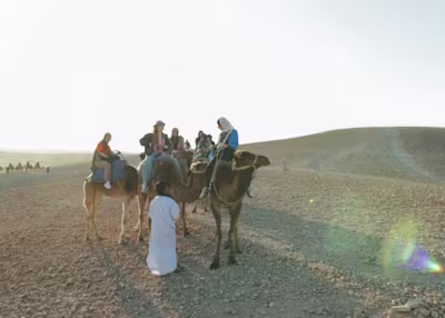 camels in Agafay