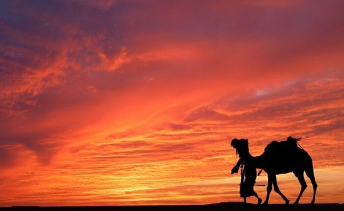 Camel caravan riding across golden Erg Chebbi sand dunes at sunset on a 7 days Morocco tour from Marrakech
