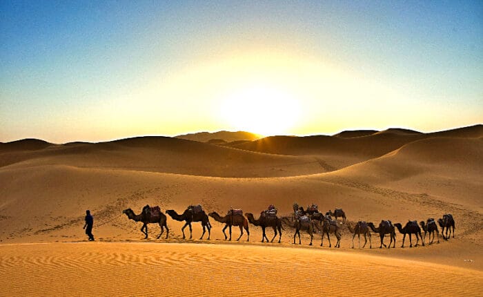 Camel caravan trekking across golden Sahara Desert sand dunes at sunset Merzouga